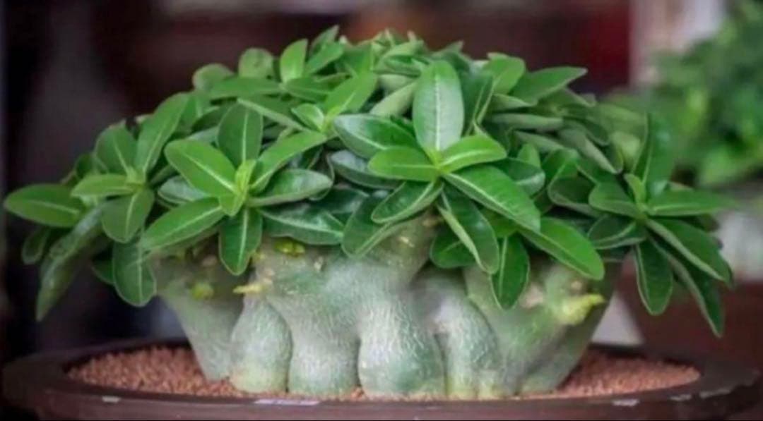 【激レア/ドワーフ/超極太/塊根】アデニウム アラビカムV2ハック鉢植えA-26