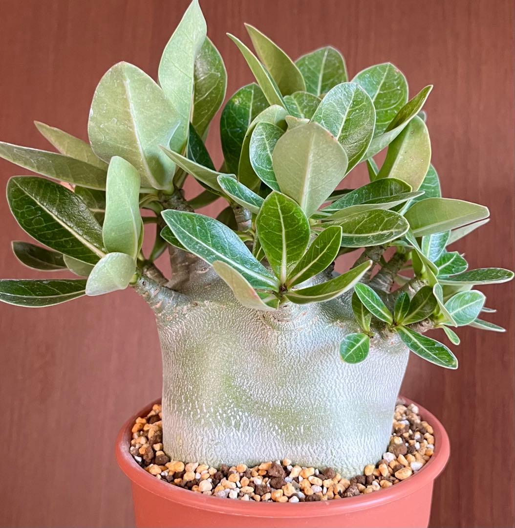 【激レア/ドワーフ/超極太/塊根】アデニウム アラビカムV2ハック鉢植えA-26