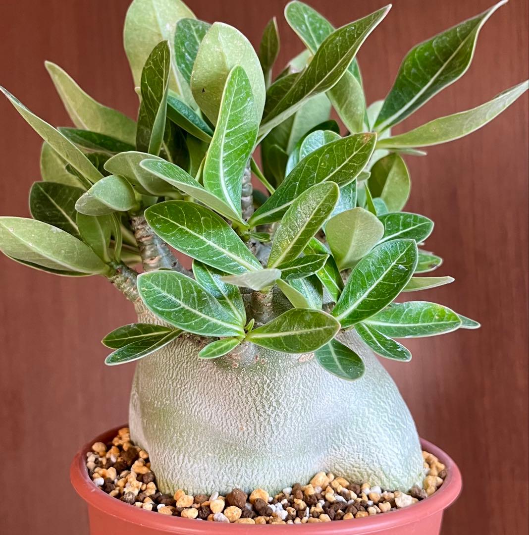 【激レア/ドワーフ/超極太/塊根】アデニウム アラビカムV2ハック鉢植えA-26