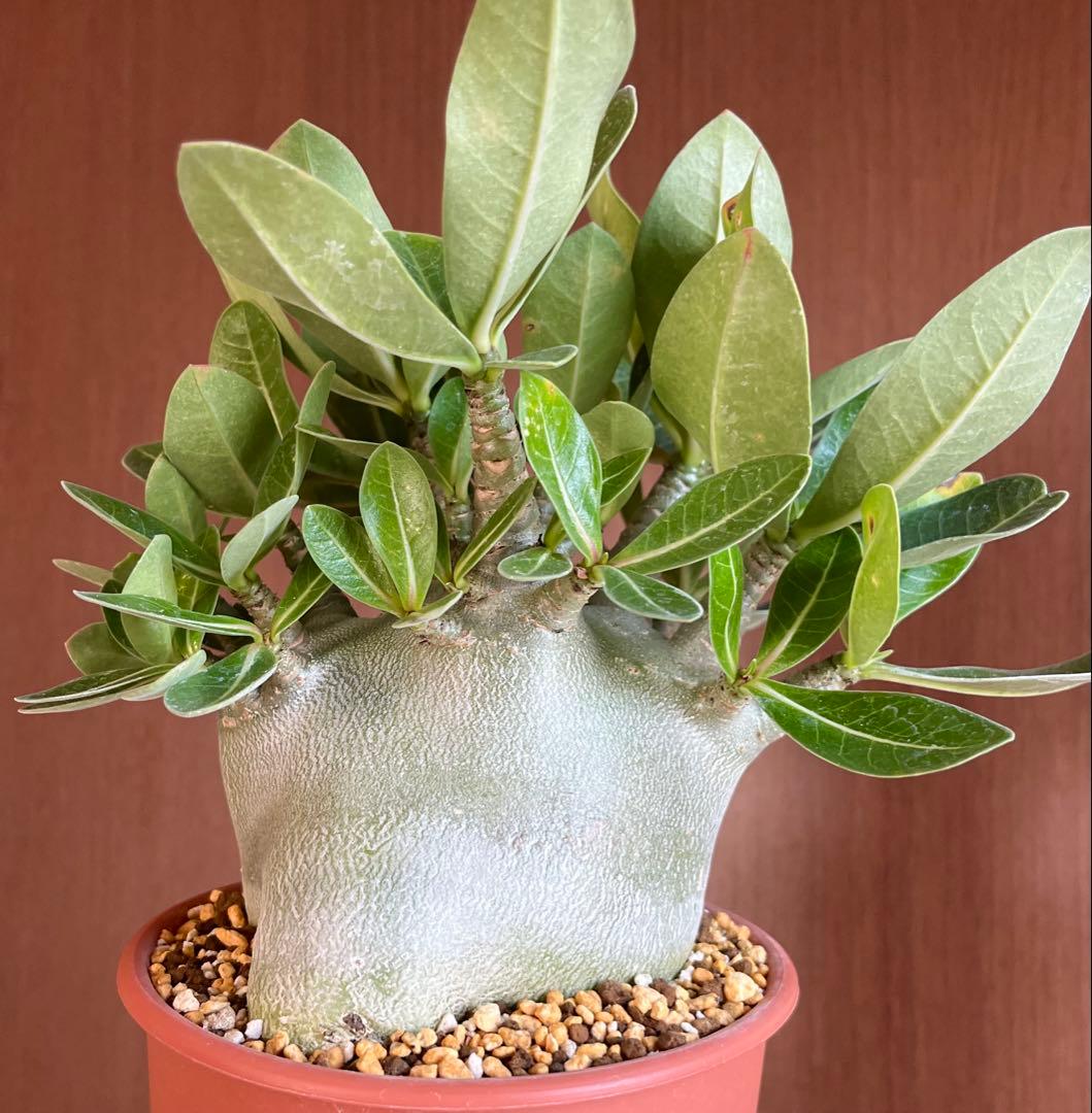 【激レア/ドワーフ/超極太/塊根】アデニウム アラビカムV2ハック鉢植えA-26