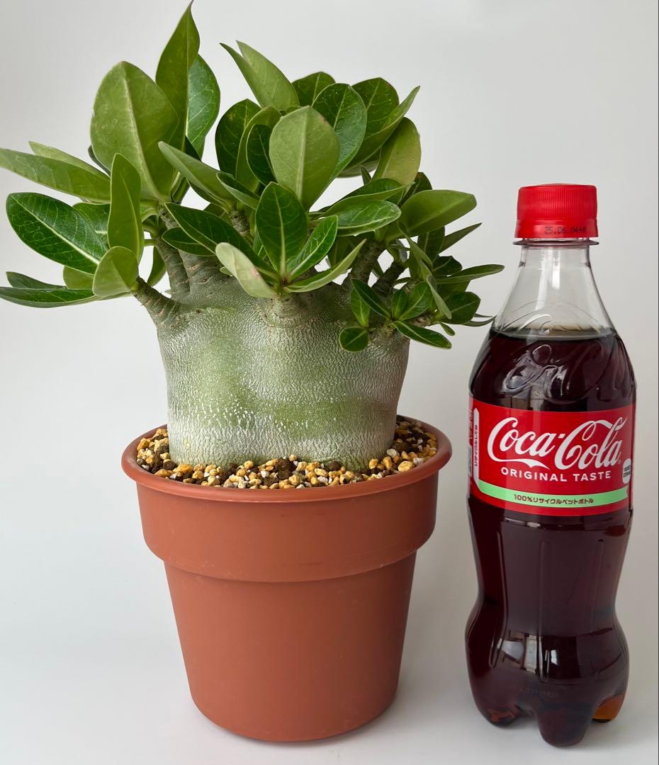 【激レア/ドワーフ/超極太/塊根】アデニウム アラビカムV2ハック鉢植えA-26