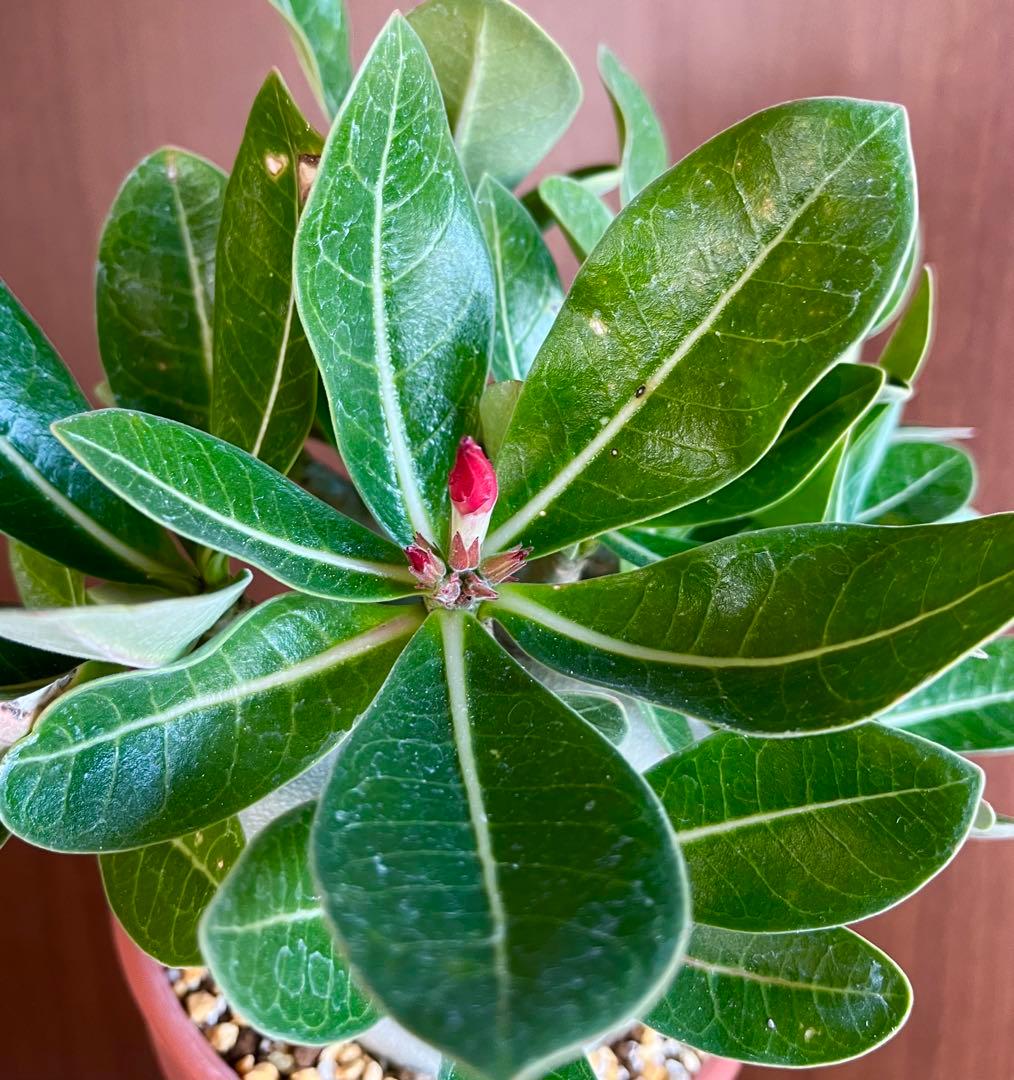 【激レア/ドワーフ/超極太/塊根】アデニウム アラビカムV2ハック鉢植えA-26