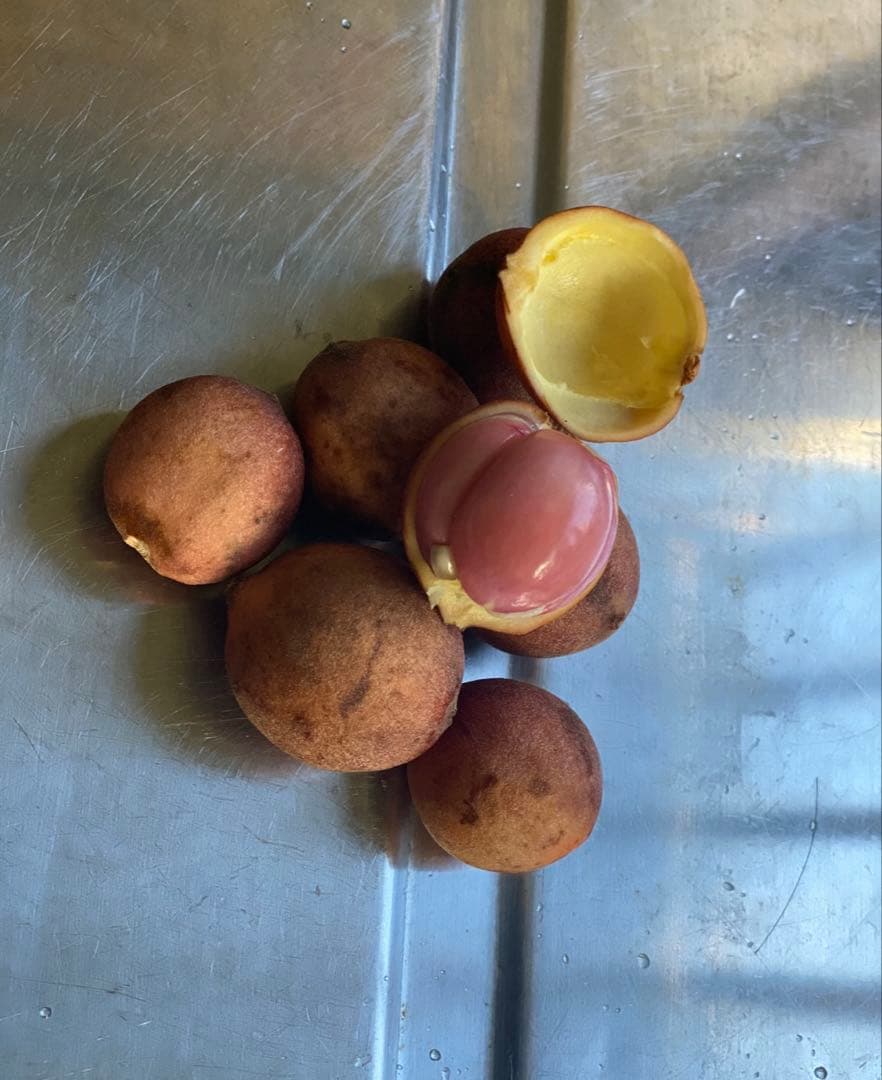 熱帯果樹：10本セット】ランバイ（Baccaurea motleyana） - メルカリ