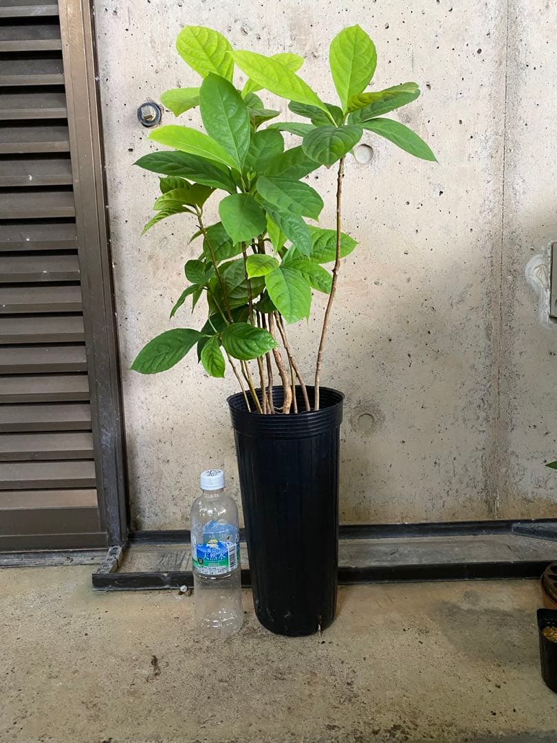 熱帯果樹：10本セット】ランバイ（Baccaurea motleyana） - メルカリ