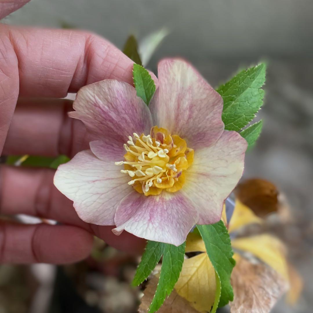 □大木ナーセリー□ いろはSD 昨シーズン株分け クリスマスローズ