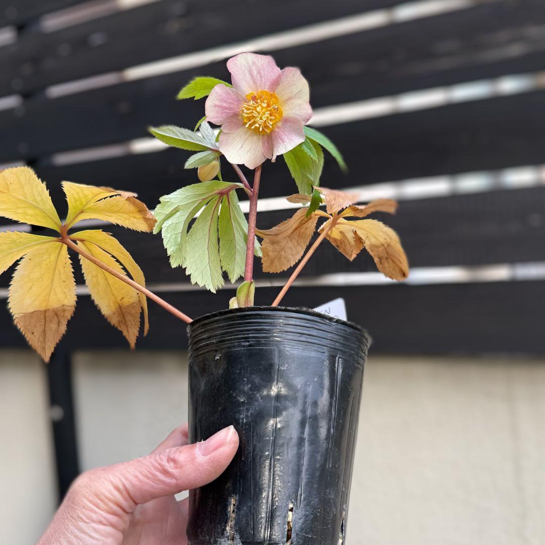 □大木ナーセリー□ いろはSD 昨シーズン株分け クリスマスローズ