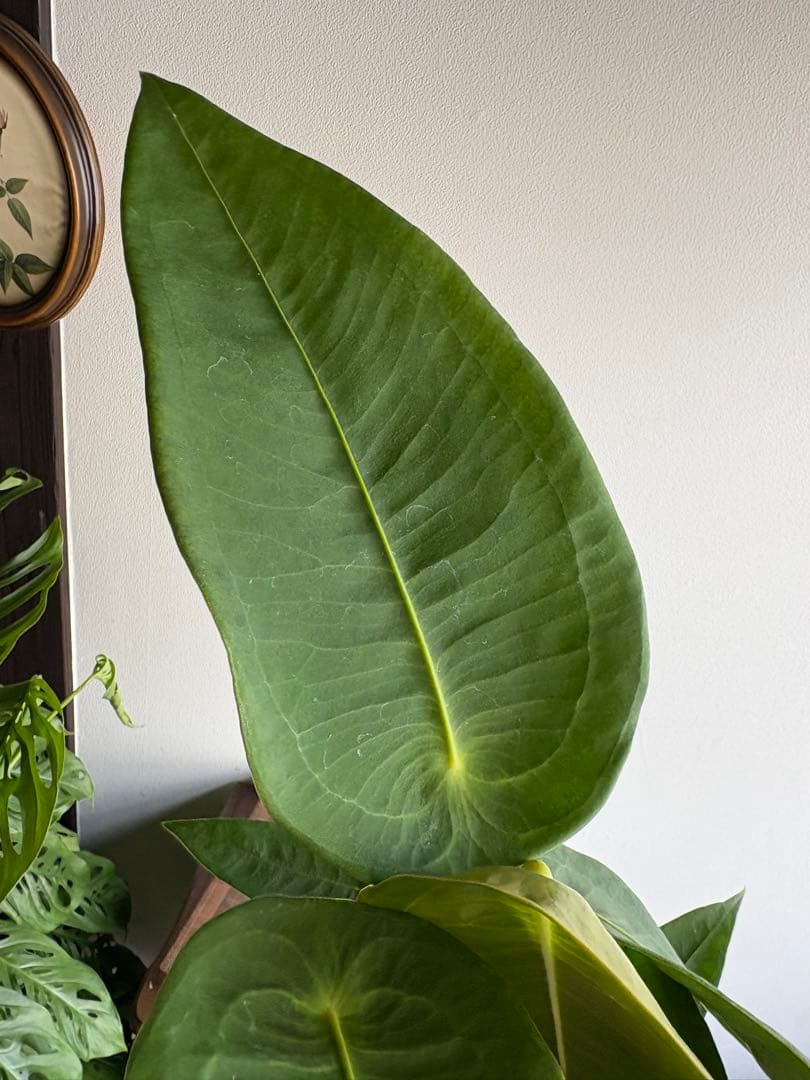 希少 アンスリウム ペルティゲラム peltigerum 4号 - メルカリ