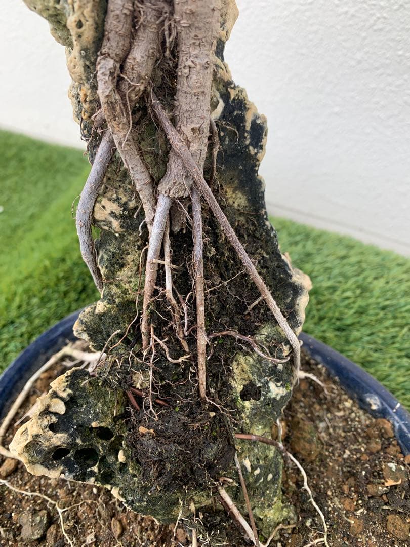 ガジュマル 盆栽