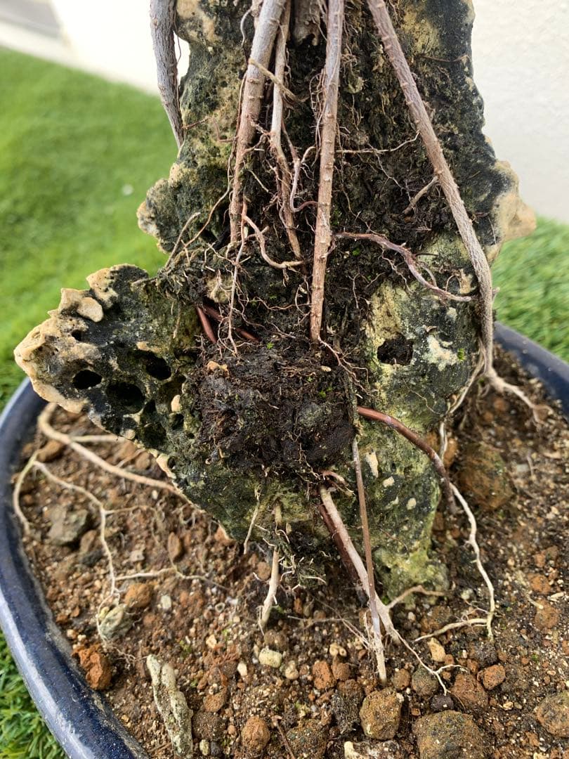 ガジュマル 盆栽