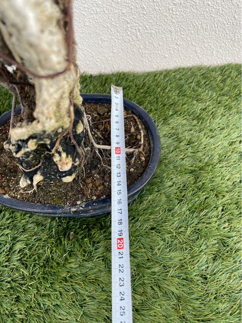 ガジュマル 盆栽