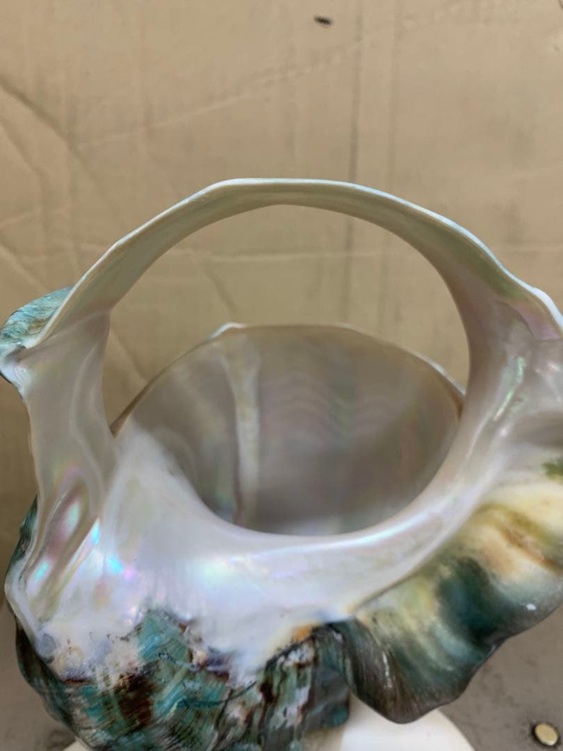 夜光貝　加工品　1.1kg