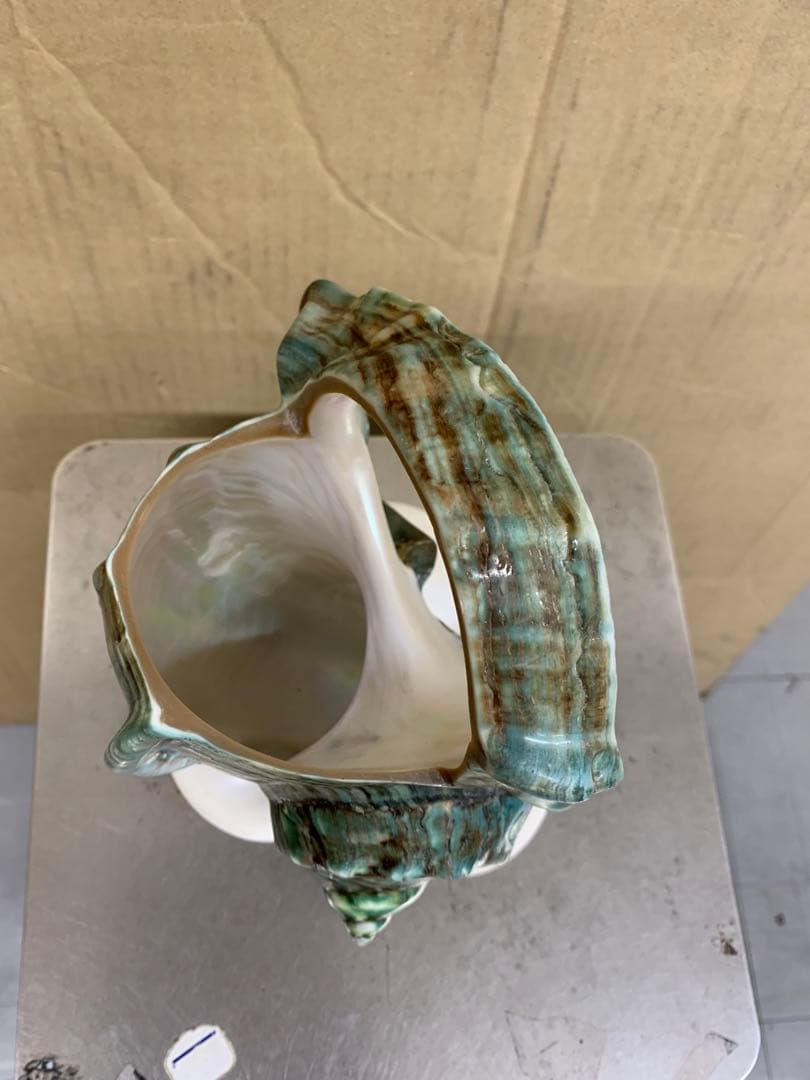 夜光貝　加工品　1.1kg