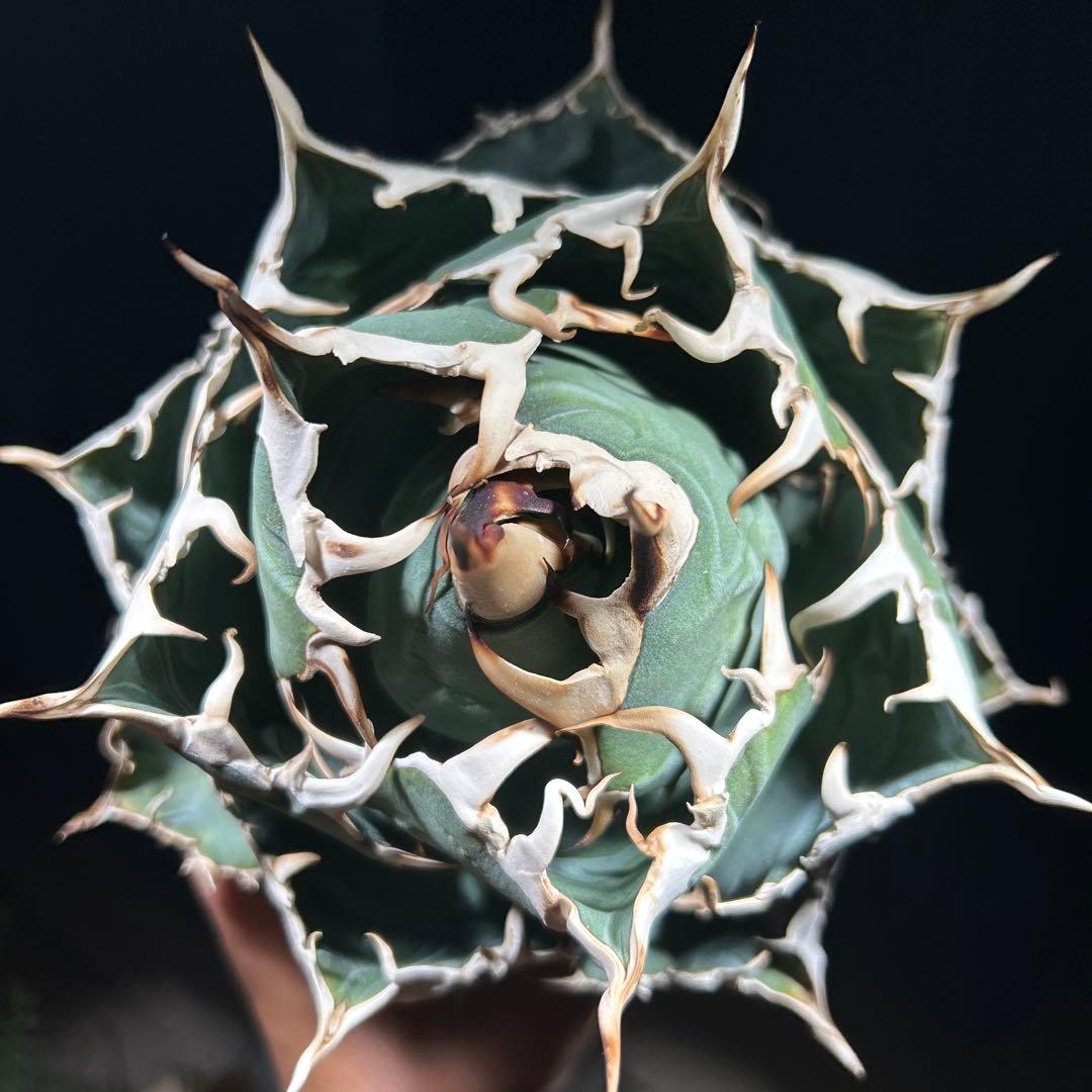 【激締親株出品】アガベ　チタノタ　激締まり低重心　ボール株