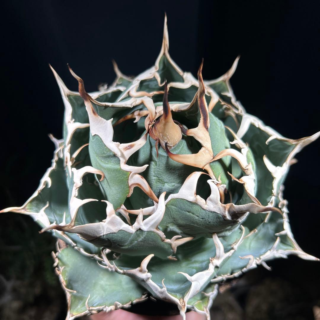 【激締親株出品】アガベ　チタノタ　激締まり低重心　ボール株