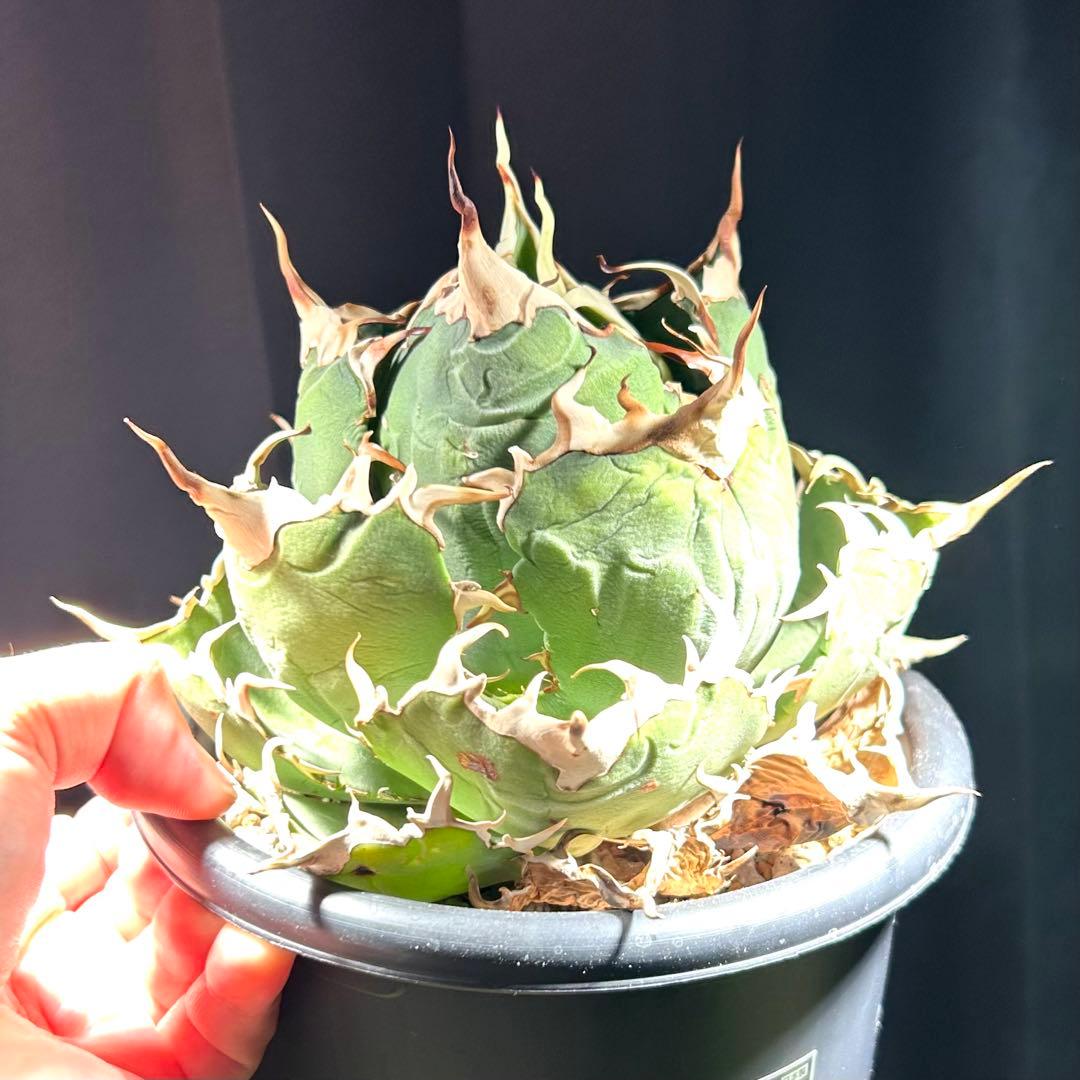 【激締親株出品】アガベ　チタノタ　激締まり低重心　ボール株