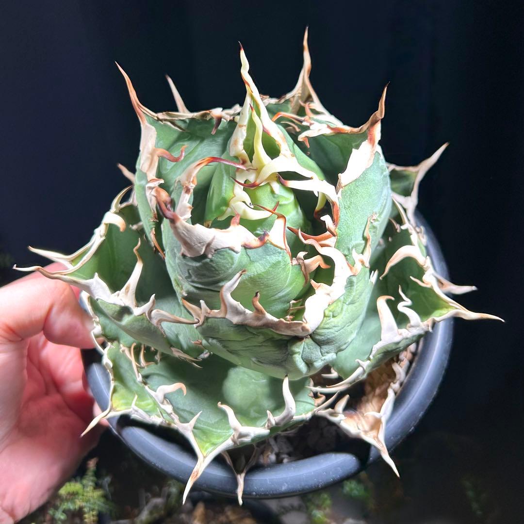 【激締親株出品】アガベ　チタノタ　激締まり低重心　ボール株