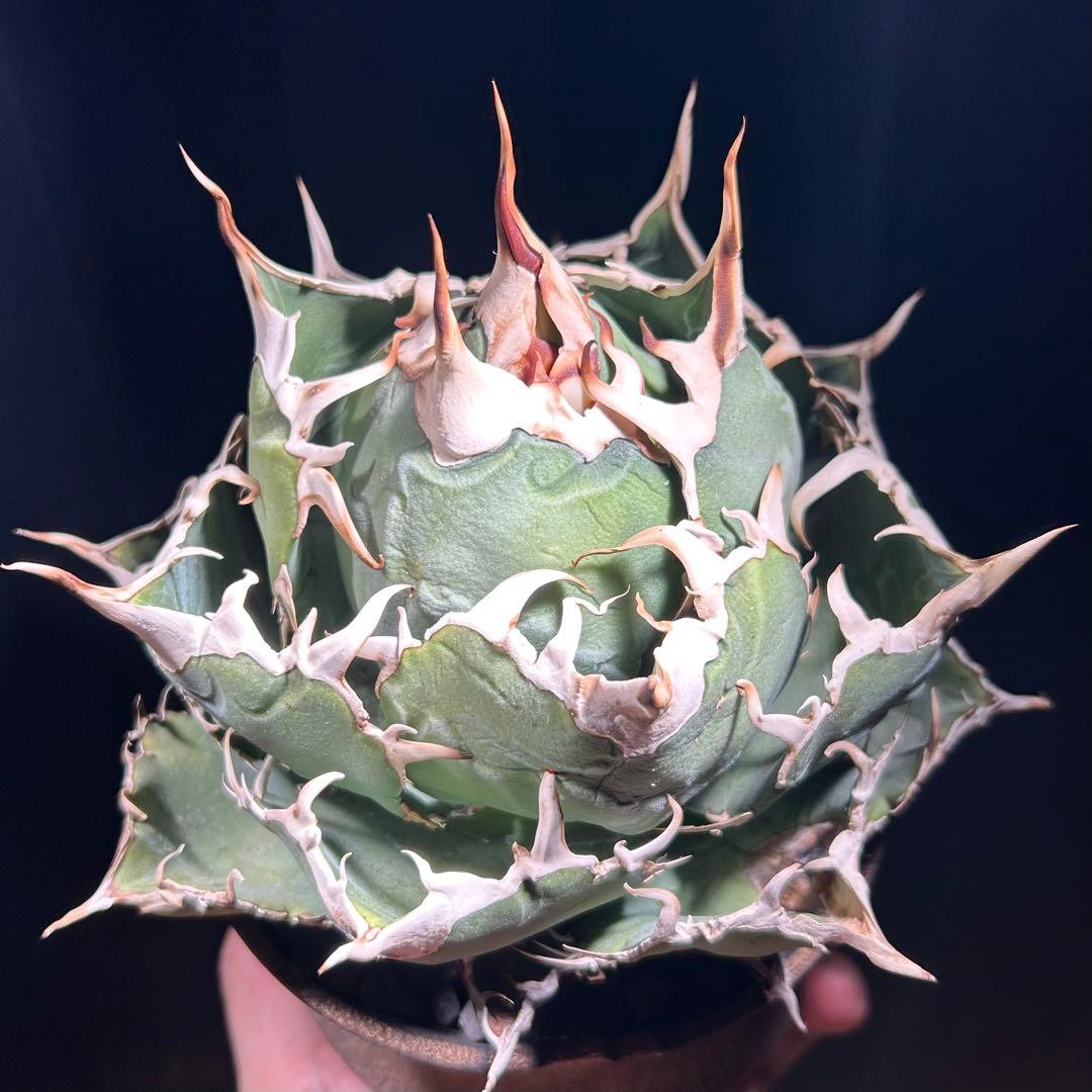 【激締親株出品】アガベ　チタノタ　激締まり低重心　ボール株