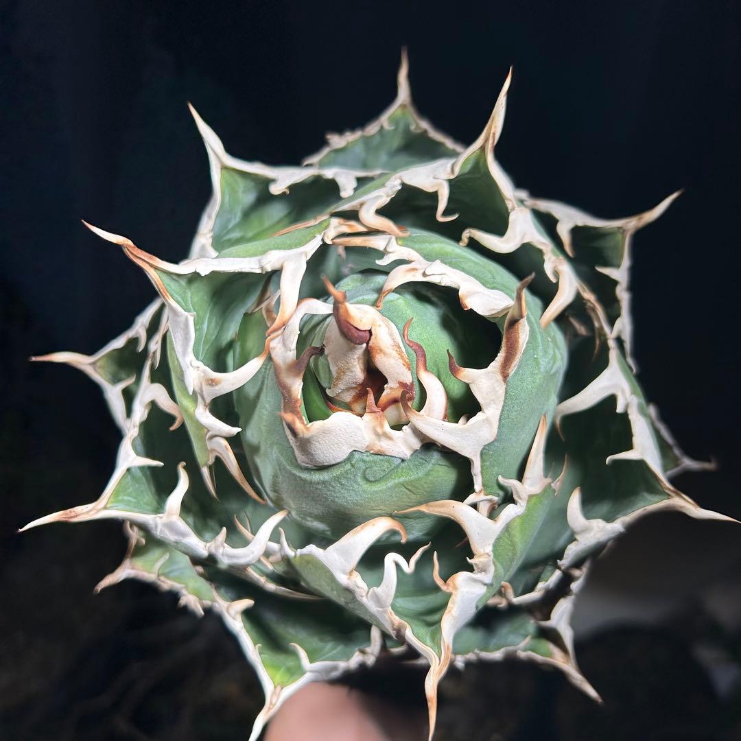 【激締親株出品】アガベ　チタノタ　激締まり低重心　ボール株