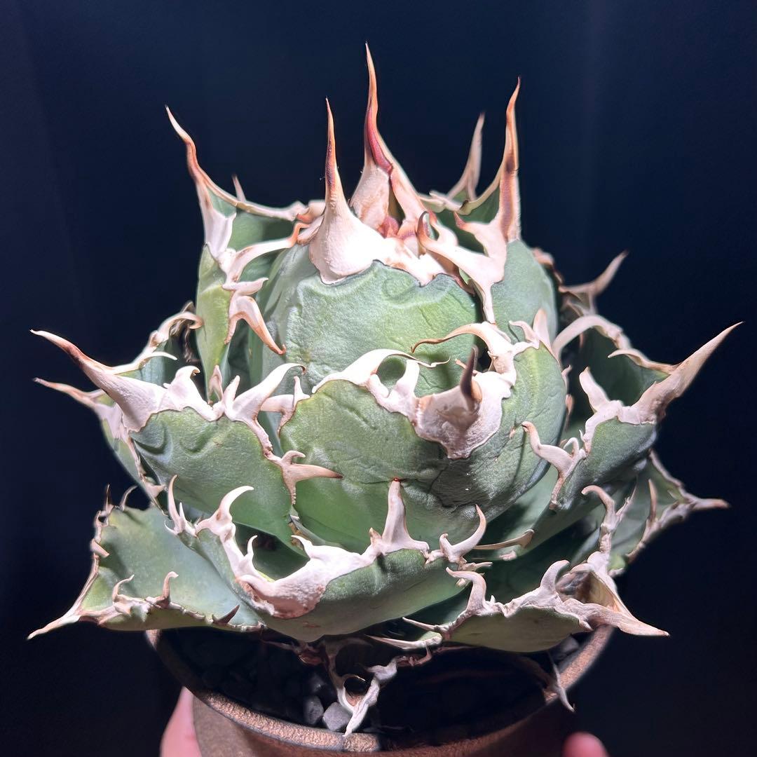 【激締親株出品】アガベ　チタノタ　激締まり低重心　ボール株