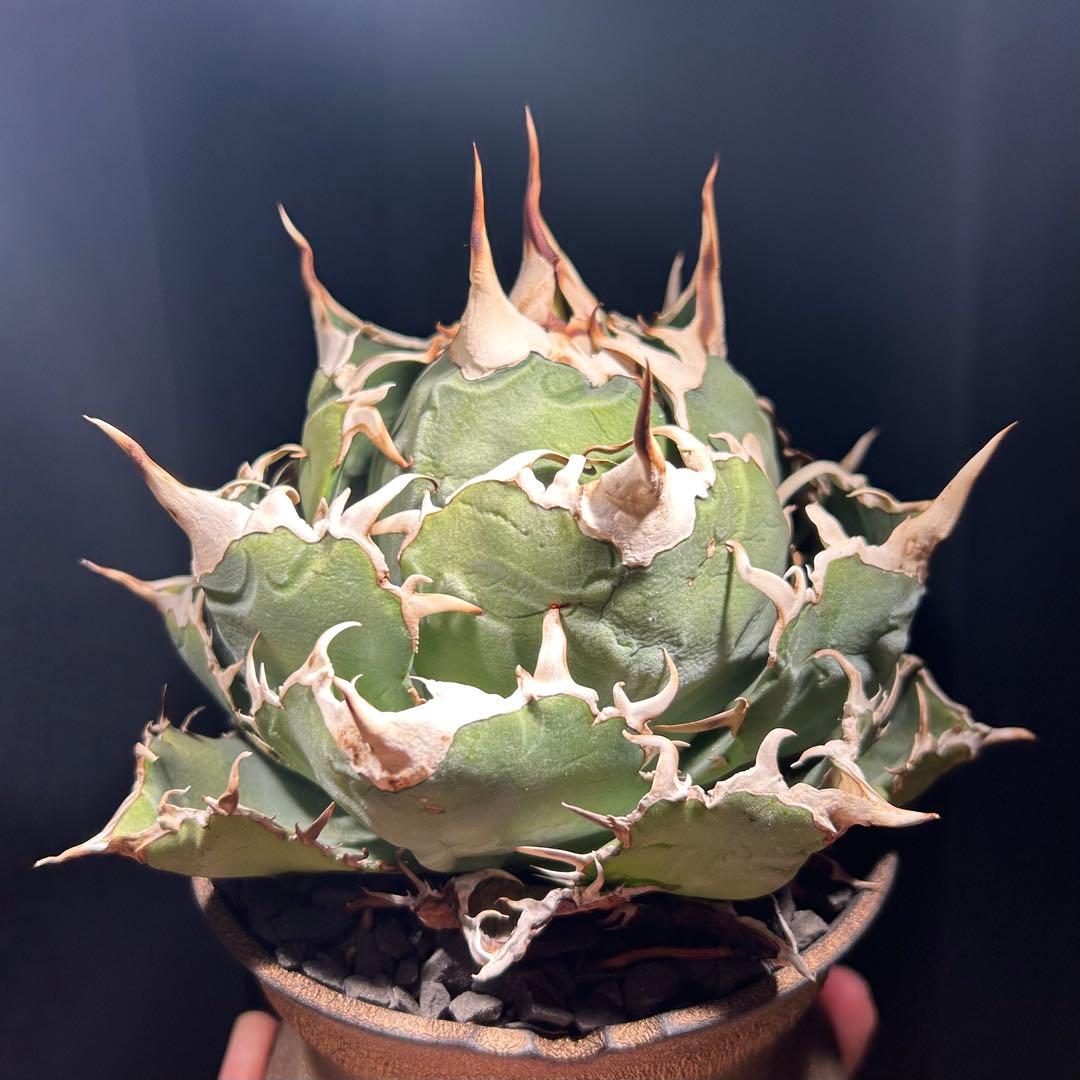 【激締親株出品】アガベ　チタノタ　激締まり低重心　ボール株