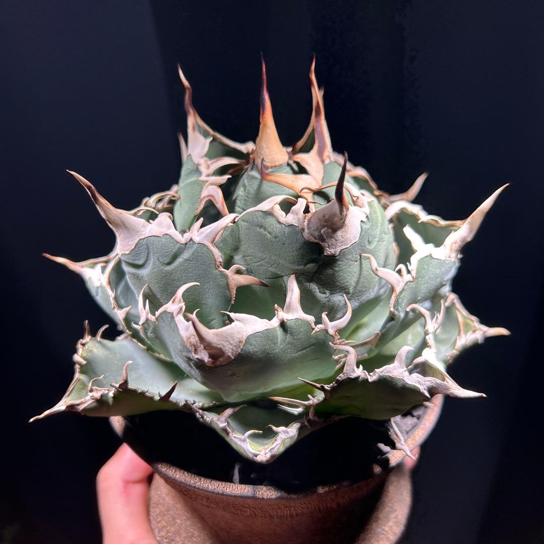 【激締親株出品】アガベ　チタノタ　激締まり低重心　ボール株