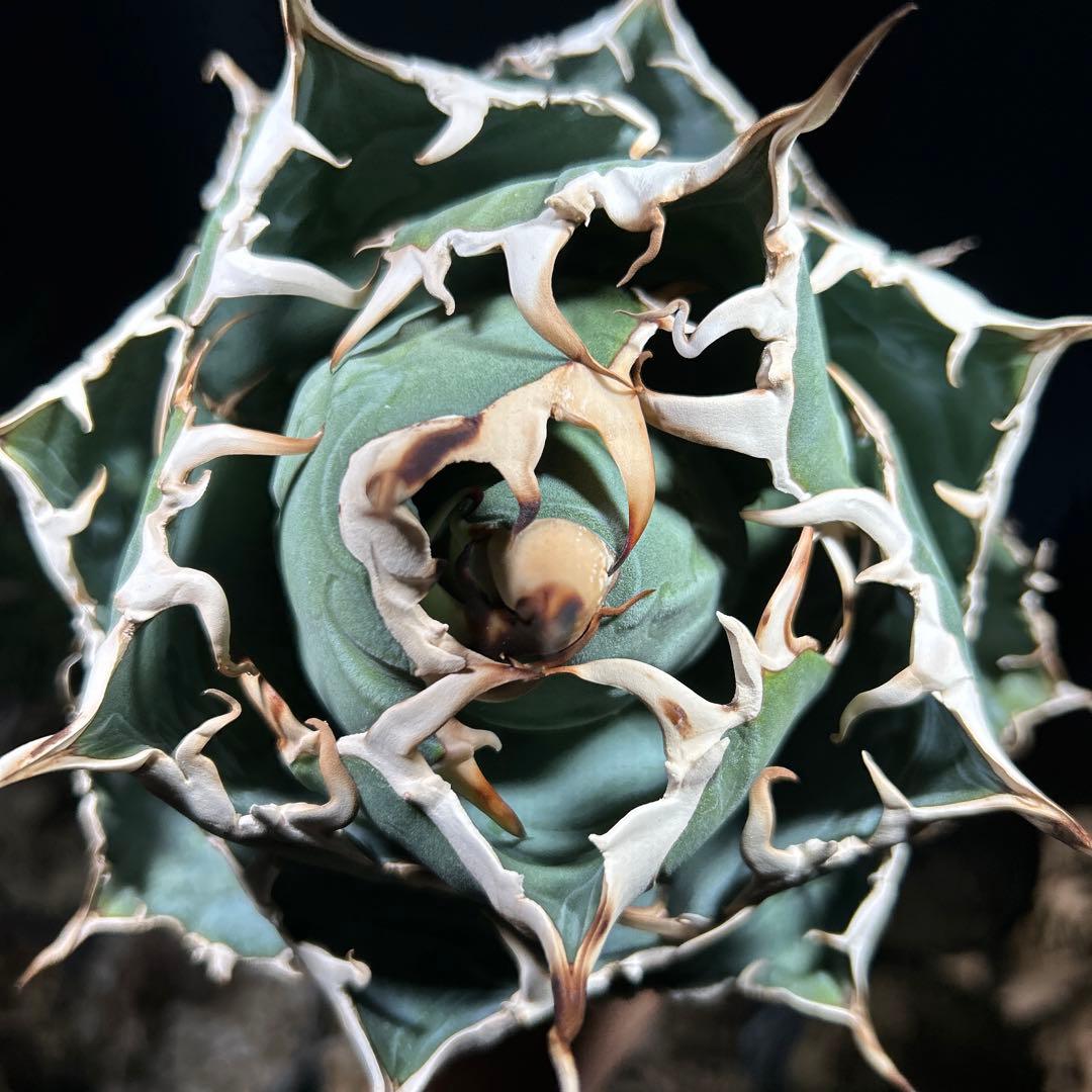 【激締親株出品】アガベ　チタノタ　激締まり低重心　ボール株