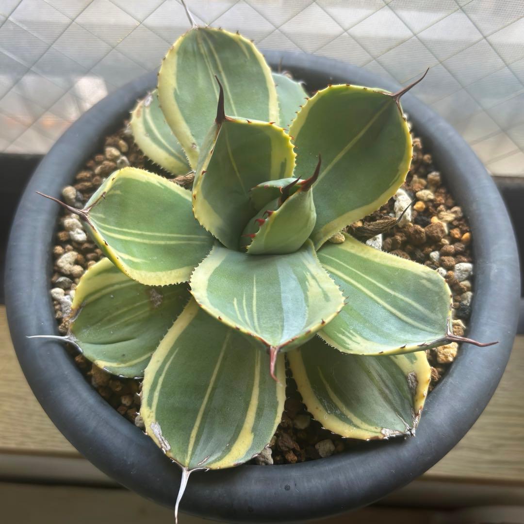 3株セット・アガベ ライムストリーク トランカータ ホーチエンシス