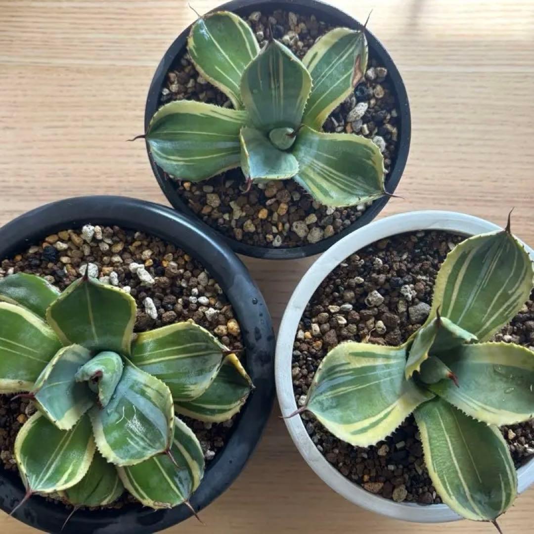 3株セット・アガベ ライムストリーク トランカータ ホーチエンシス