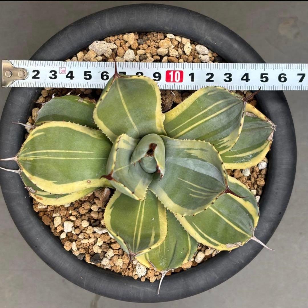 3株セット・アガベ ライムストリーク トランカータ ホーチエンシス