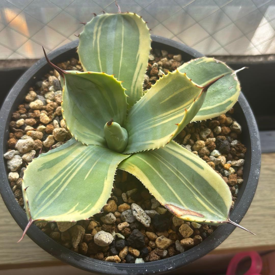 3株セット・アガベ ライムストリーク トランカータ ホーチエンシス