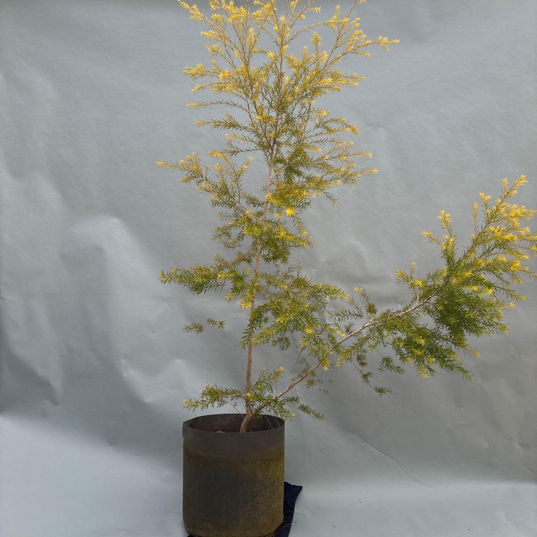 メラレウカ　レボリューションゴールド 170cm