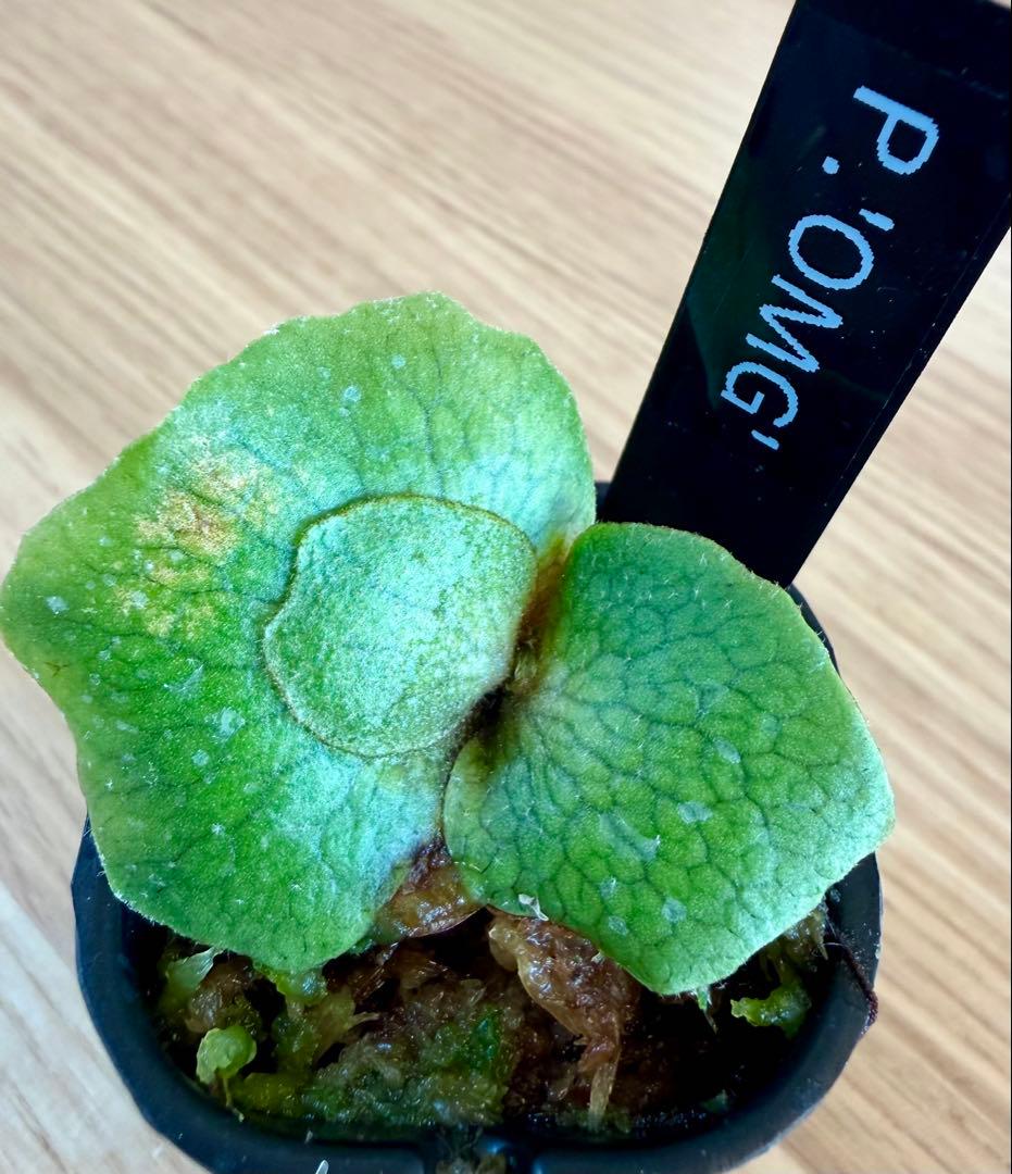 ビカクシダ　セット　OMG　リドレイドワーフなど