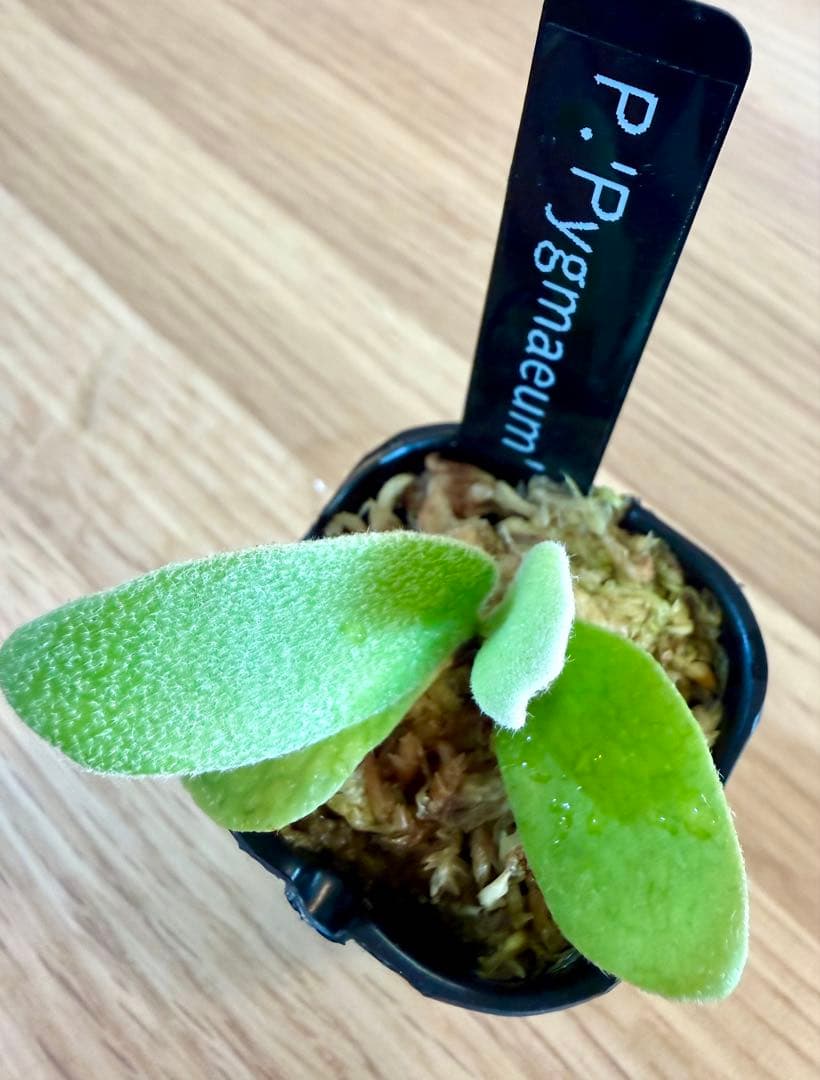 ビカクシダ　セット　OMG　リドレイドワーフなど