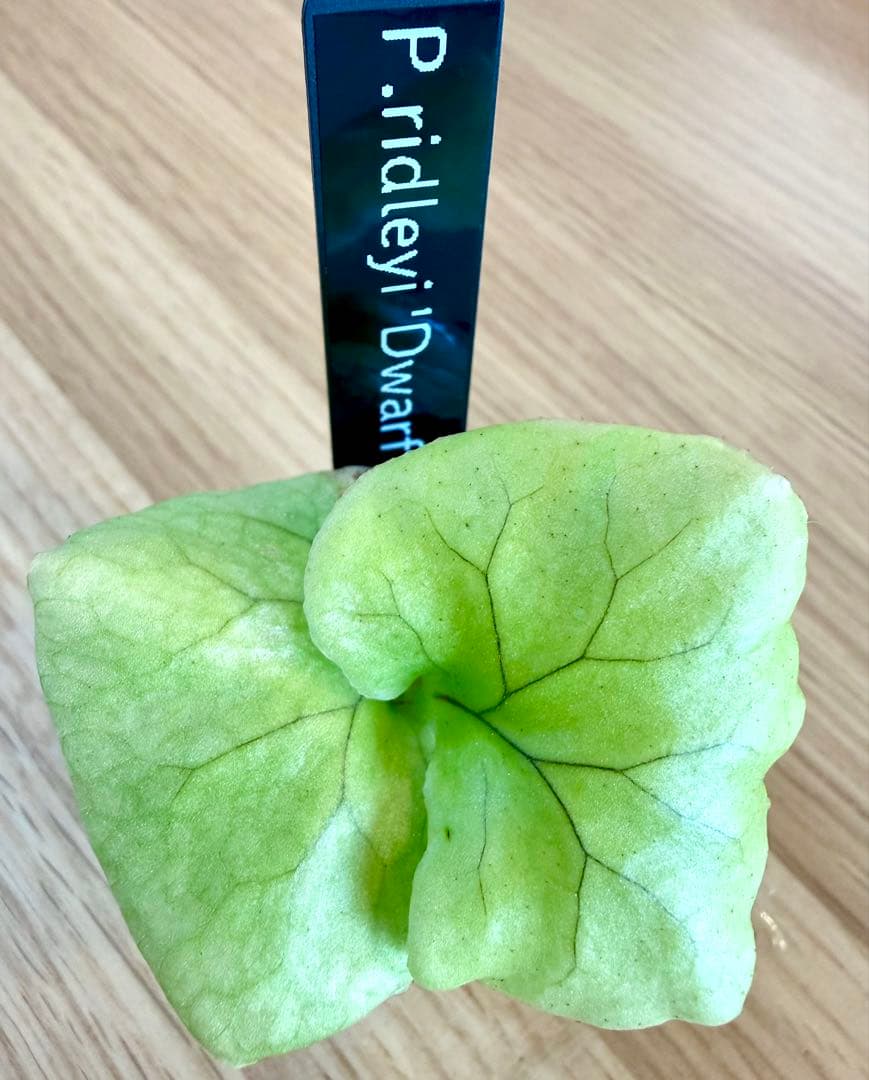 ビカクシダ　セット　OMG　リドレイドワーフなど