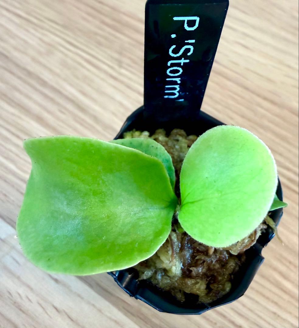 ビカクシダ　セット　OMG　リドレイドワーフなど