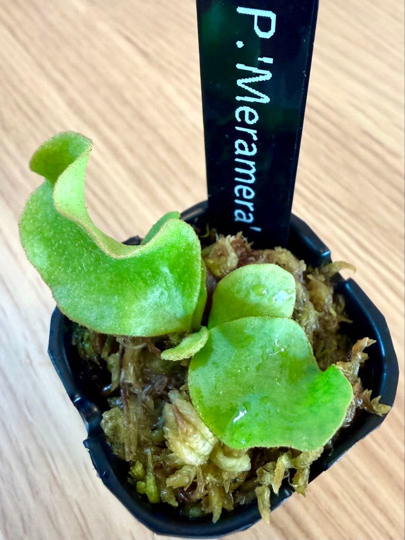 ビカクシダ　セット　OMG　リドレイドワーフなど