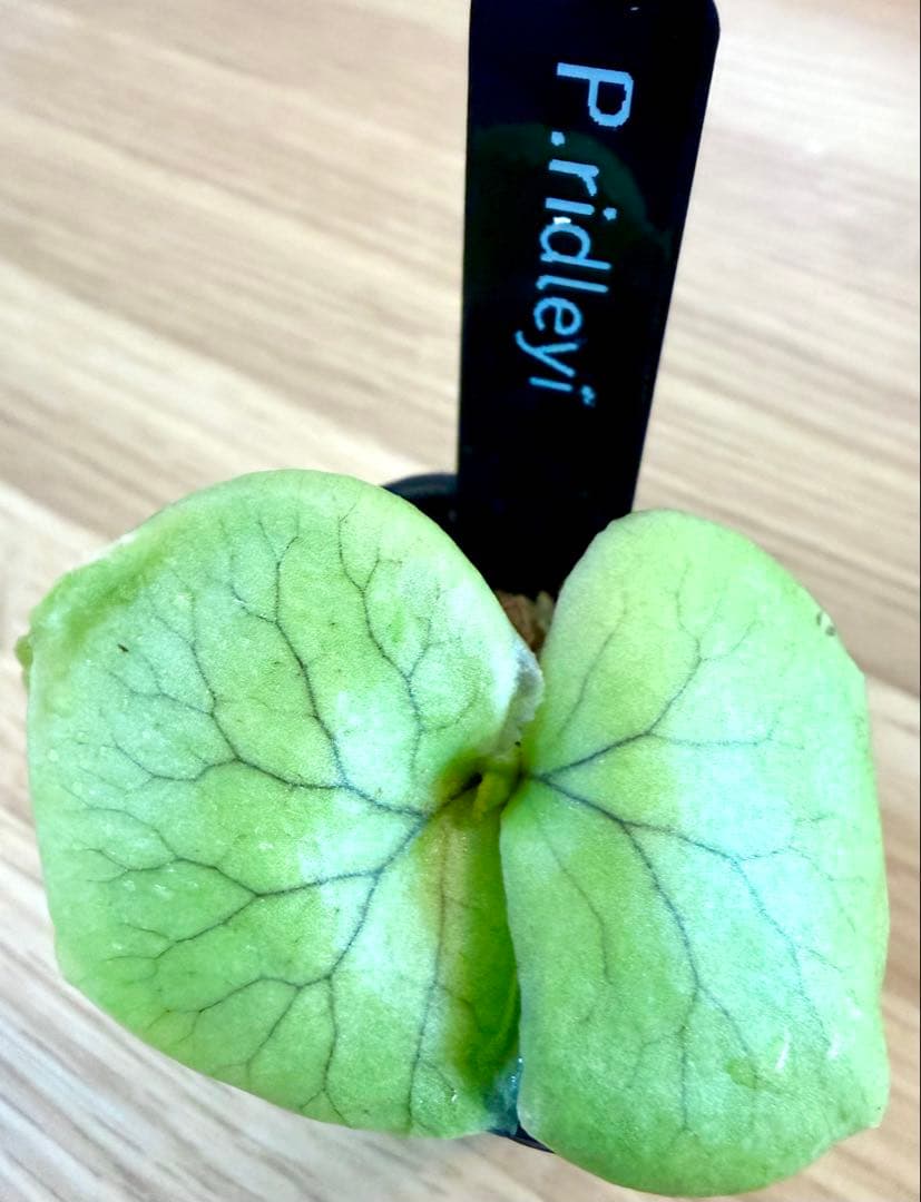 ビカクシダ　セット　OMG　リドレイドワーフなど