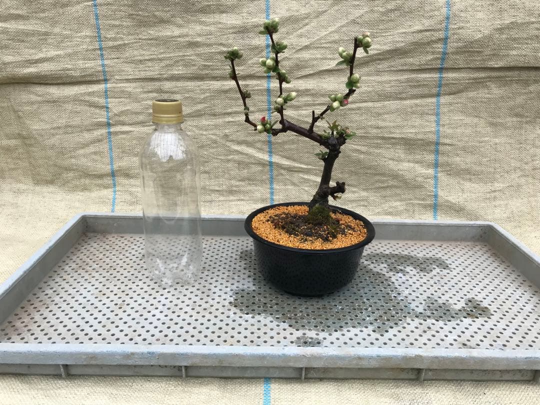 木瓜(ボケ)・放春花 安田錦 5寸(咲分け保証品)⑦ - メルカリ