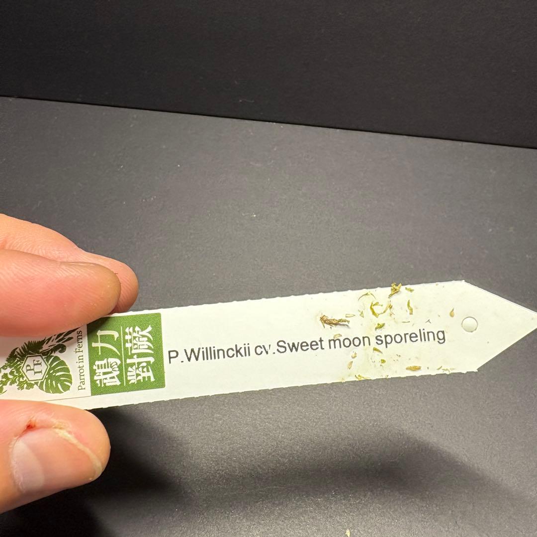 残り1株P. willinckii 'sweet moon' sporeling - メルカリ