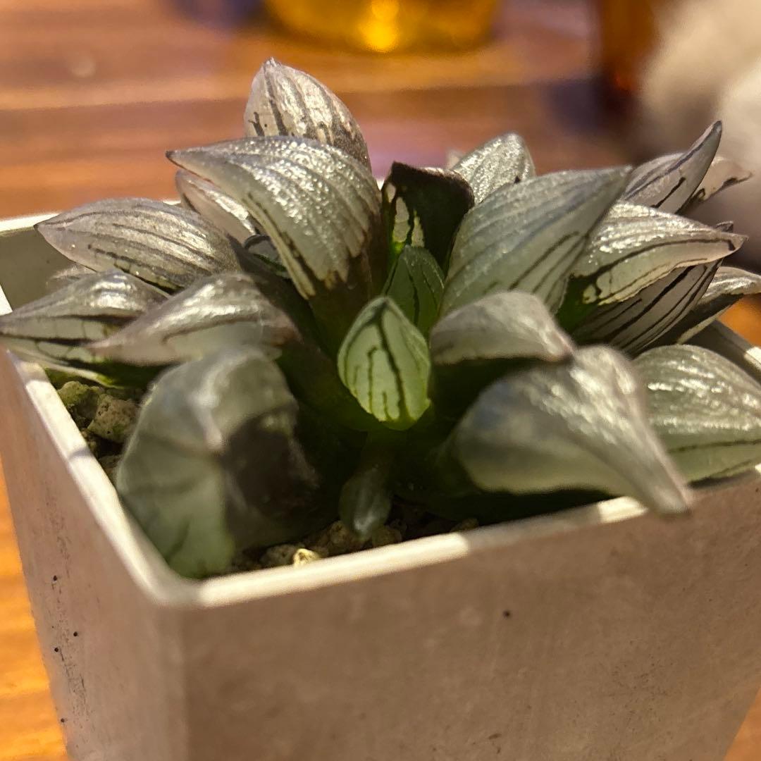 ハオルチア アトロフスカミュータント 】 抜き苗 - メルカリ