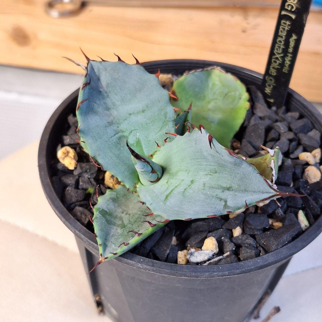 アガベ チタノタ × ブルーグロー 子株 ハイブリッド - メルカリ