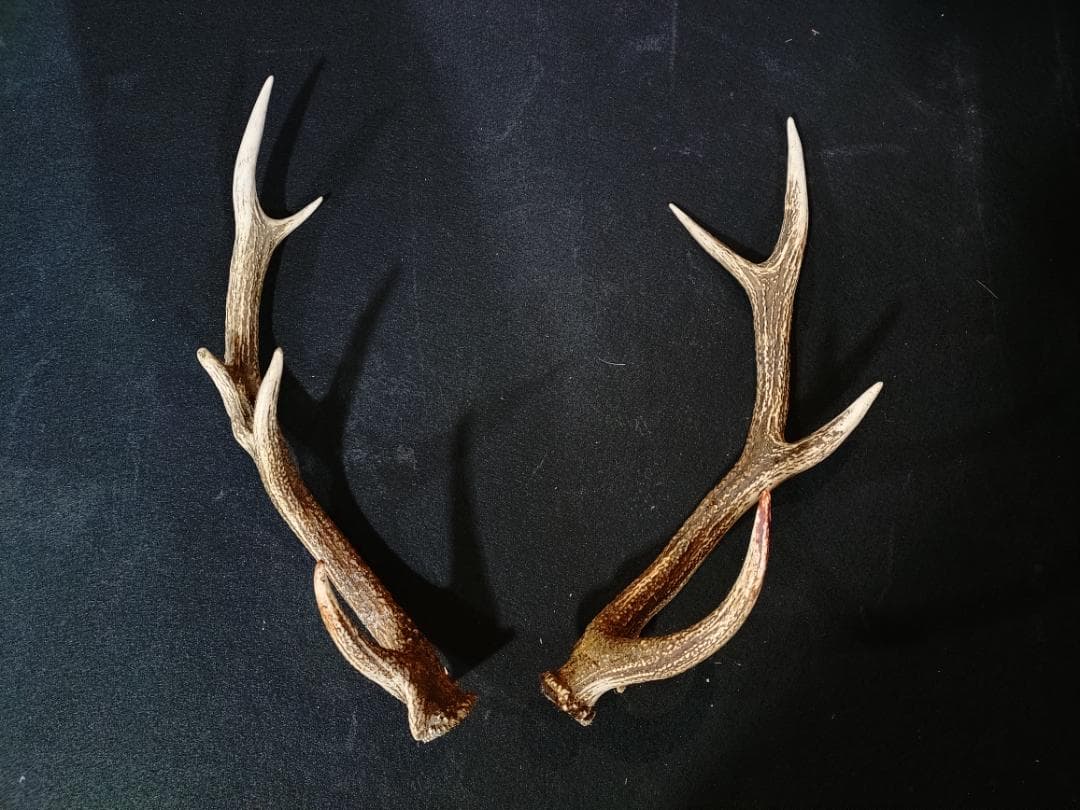 蝦夷鹿の角