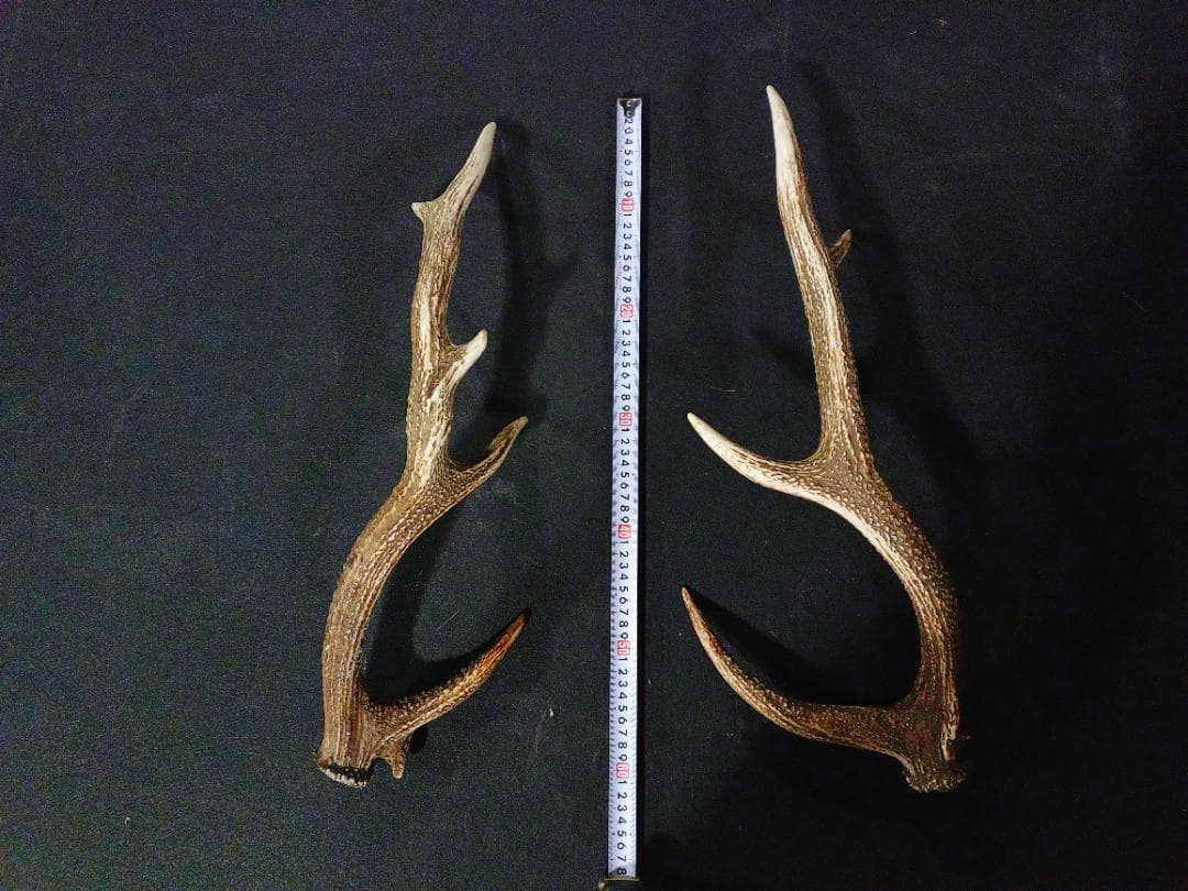 蝦夷鹿の角
