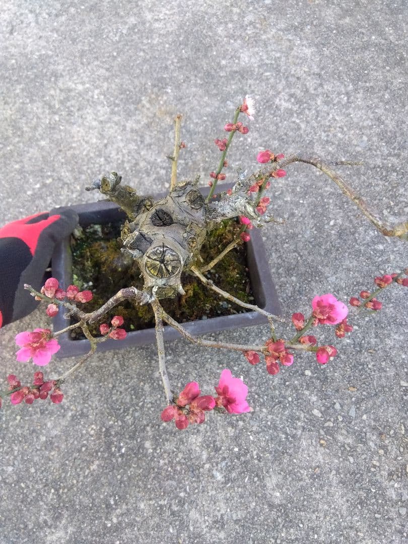 梅 盆栽 7号 古木❗ ひ - メルカリ