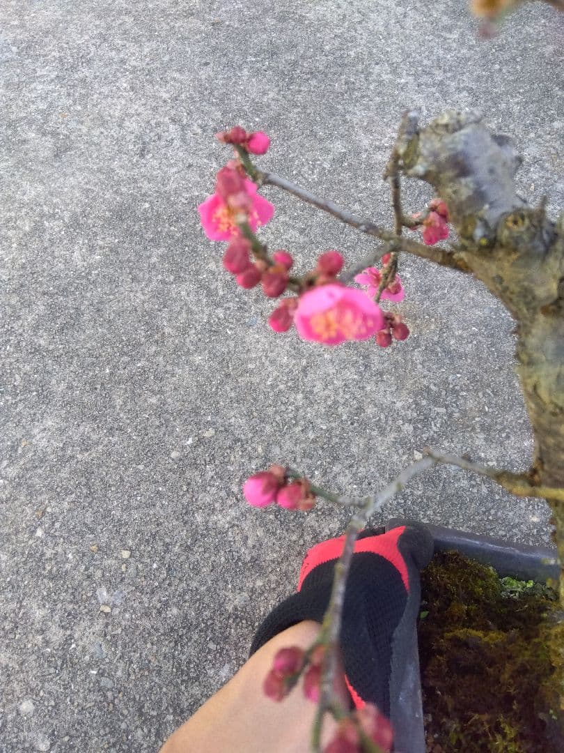 梅 盆栽 7号 古木❗ ひ - メルカリ