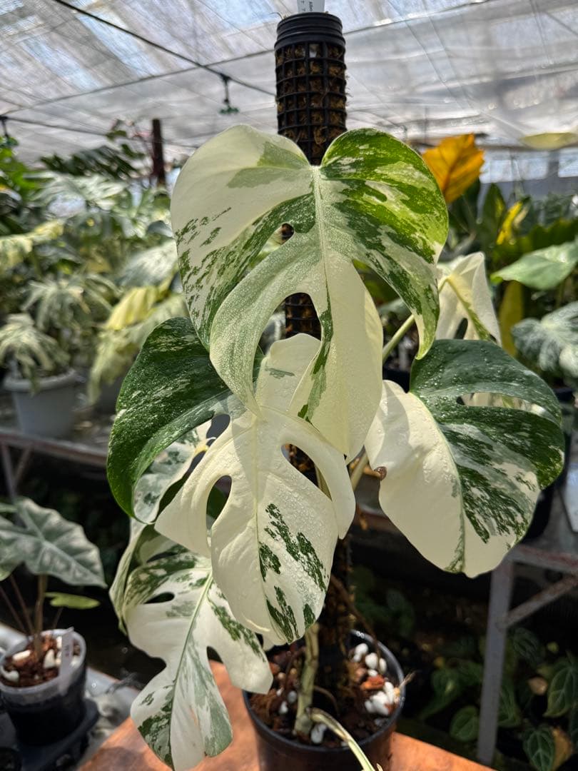 N*N様 70モンステラ ボルギシアナ アルボ 白斑入り 鉢モスポール付き 送料