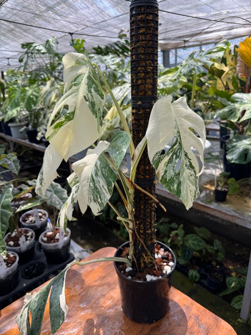 N*N様 70モンステラ ボルギシアナ アルボ 白斑入り 鉢モスポール付き 送料