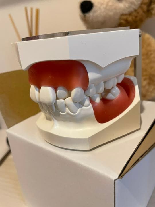 タイポドント　歯科矯正　実習