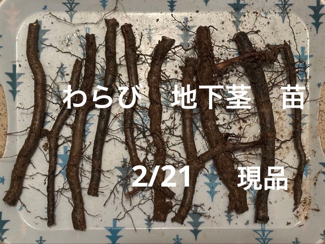 わらび 苗 地下茎 10本 山菜 ワラビ 現品 - メルカリ