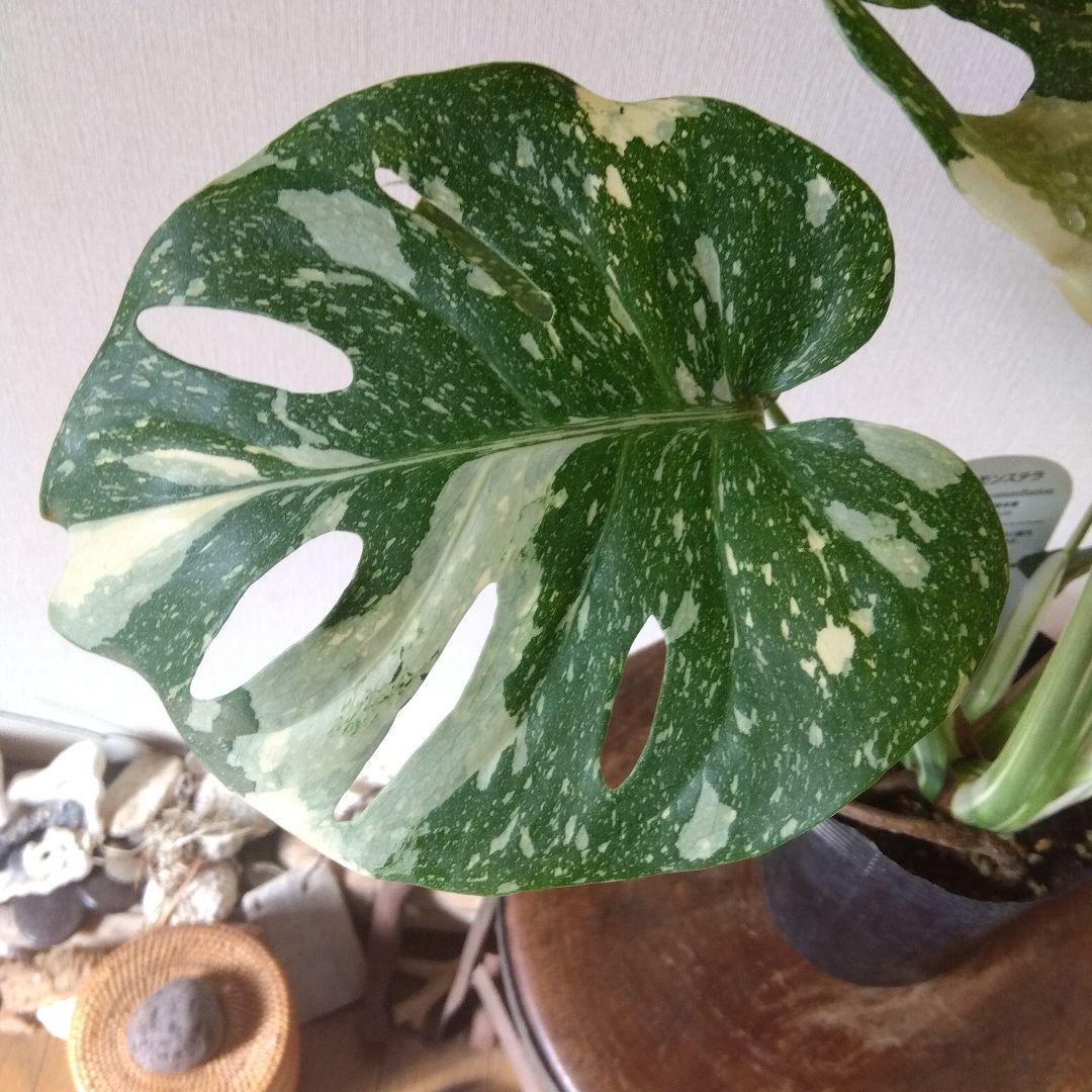 モンステラ・タイコンステレーション